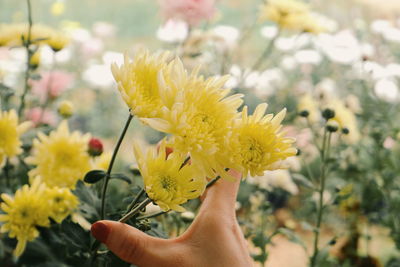 Close-up of hand holding yellow flowering plant