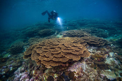 Woman scuba diving in sea