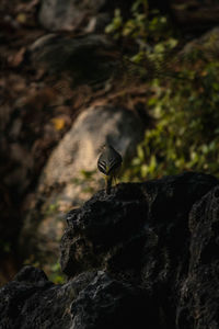 Close-up of bird perching on rock