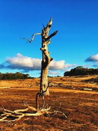 Bare tree on field against sky