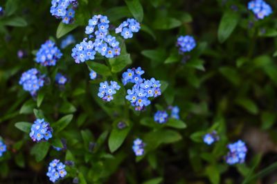 Close-up of purple flowering plants in park