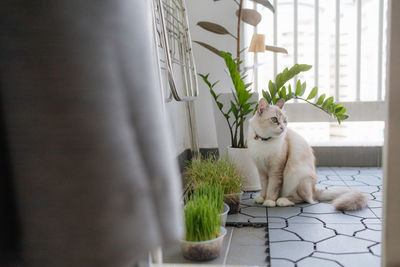 Cat sitting on bed at home