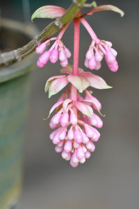 Close-up of pink flowering plant