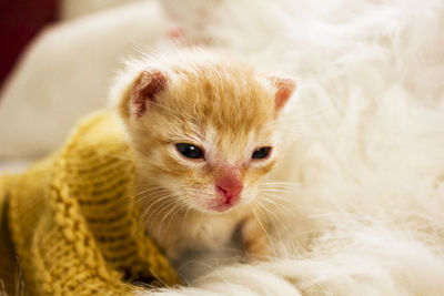 Close-up portrait of kitten