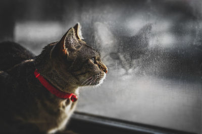 Close-up of cat looking towards window