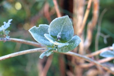 Close-up of snow on plant during winter