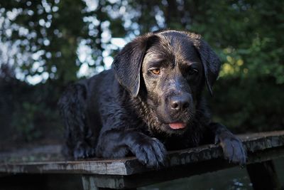 Portrait of a dog