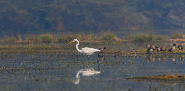 Birds on a lake