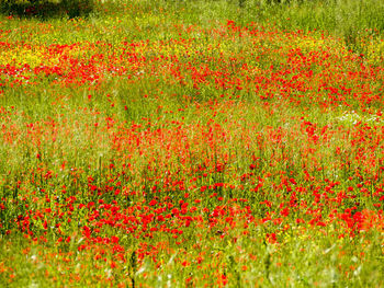 Full frame shot of red flowering plants on field