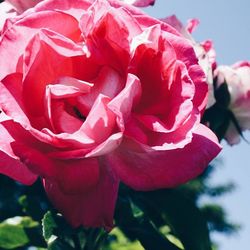 Close-up of red rose