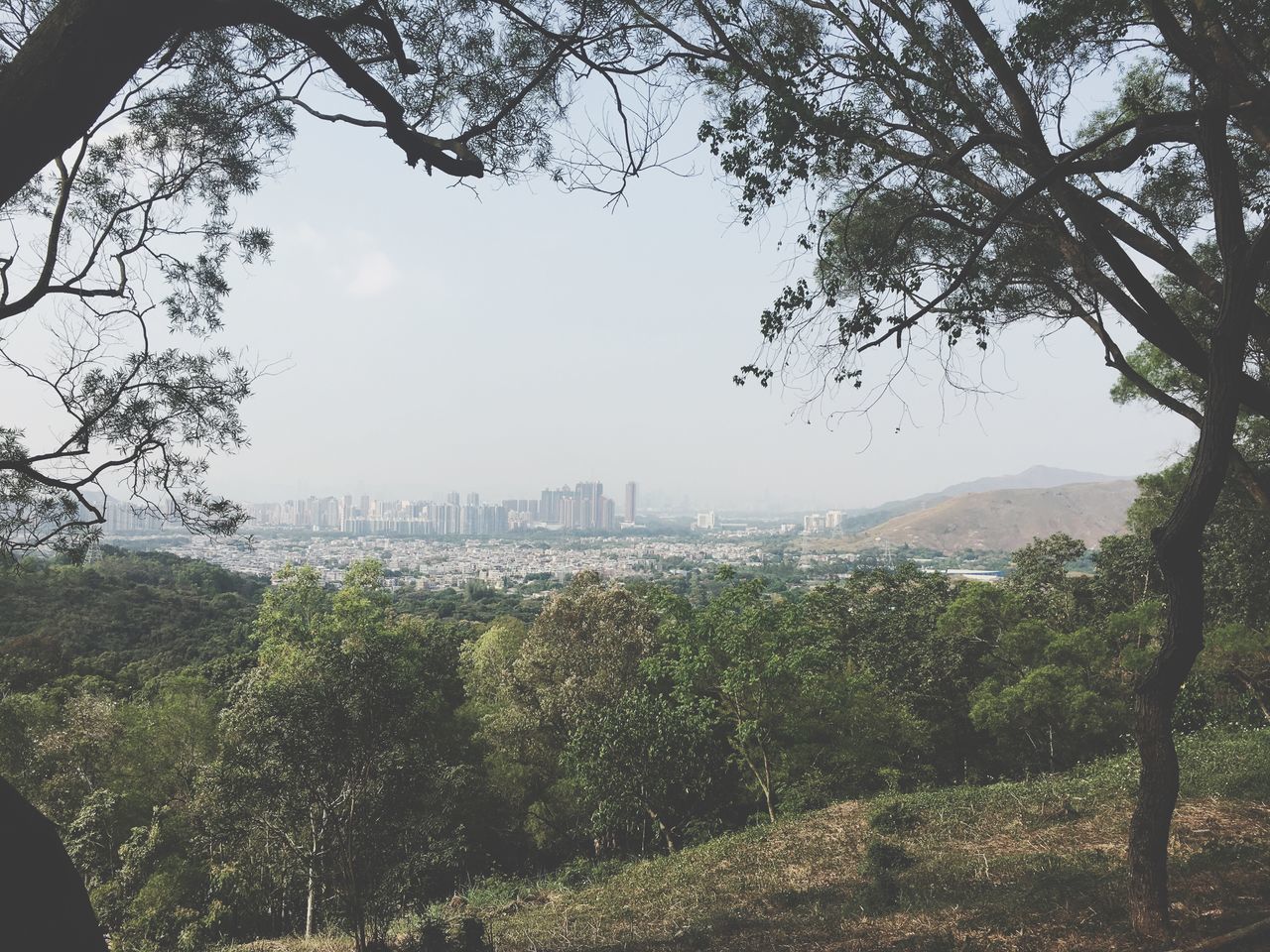 tree, plant, architecture, building exterior, built structure, nature, sky, day, growth, landscape, no people, city, outdoors, environment, branch, building, travel destinations, cloud - sky, tranquility, beauty in nature, cityscape, skyscraper