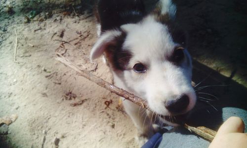 Close-up portrait of puppy