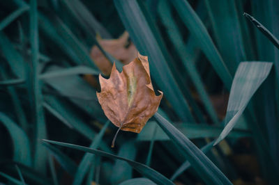 Close-up of dry leaf on plant