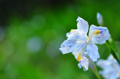 Close-up of fresh flowers blooming outdoors