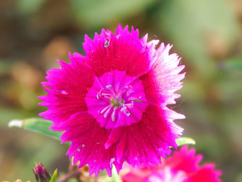 Close-up of pink flowers