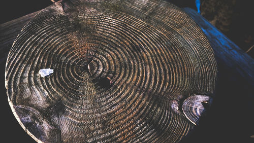 Close-up of tree stump