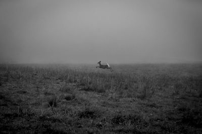 View of a deer running through a field