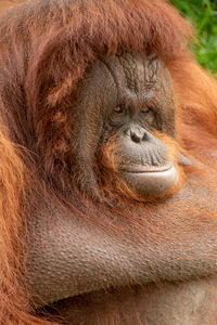 Close-up portrait of gorilla at zoo