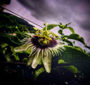 Close-up of purple flower blooming outdoors