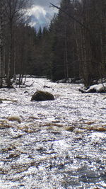 Snow covered land and trees in forest