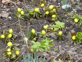 Close-up of plants