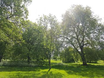 Trees on field against sky