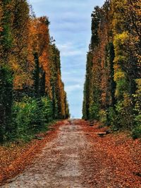 Dirt road amidst trees against sky during autumn