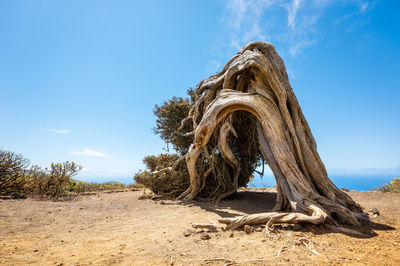 Driftwood on sand against sky