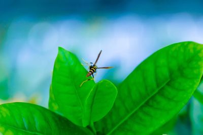 Close-up of insect on leaf