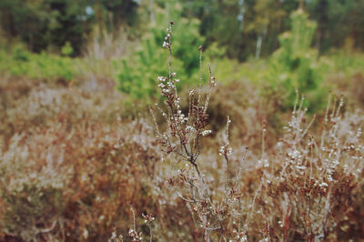 Close-up of flowering plant on land