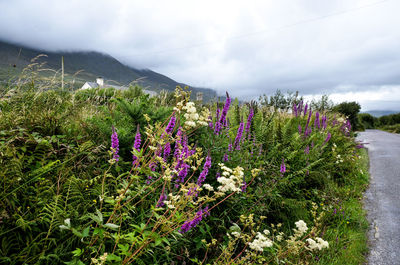 Purple flowering plants on field against sky