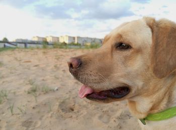 Close-up of dog looking away