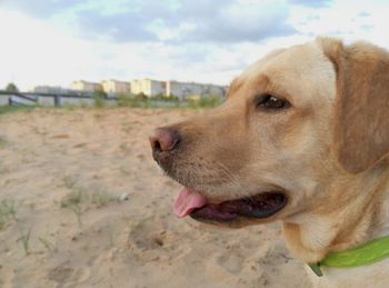 Close-up of dog looking away