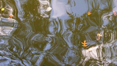 High angle view of birds swimming in lake