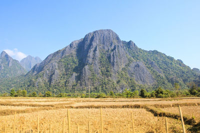 Scenic view of agricultural field against clear sky