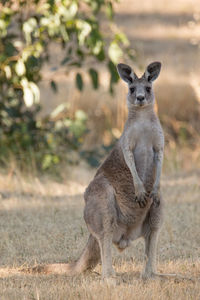 Portrait of kangaroo standing outdoors