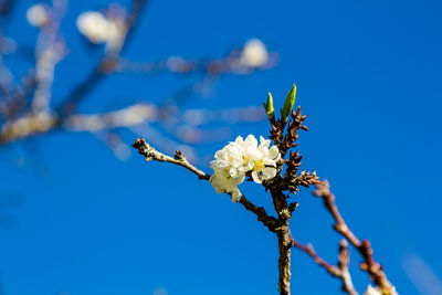 Low angle view of cherry blossom against blue sky