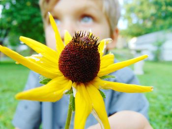 Close-up of yellow flower blooming in park