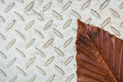 High angle view of autumn leaf on metal
