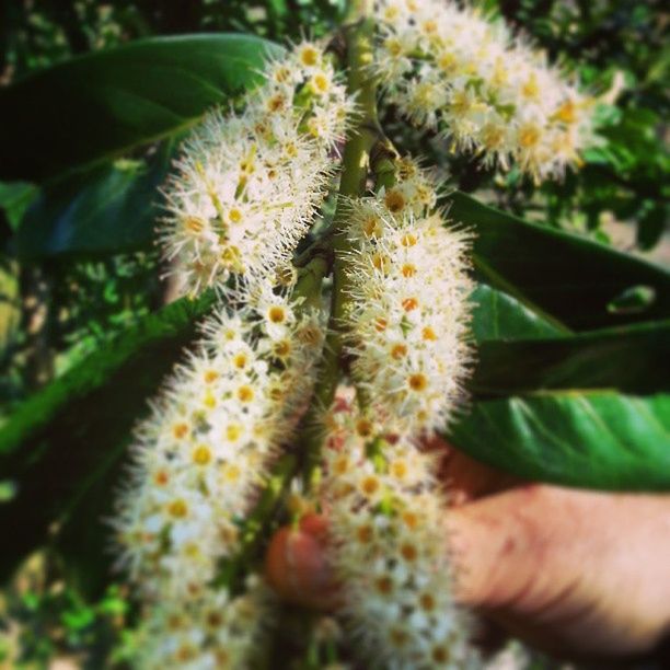 flower, person, freshness, holding, focus on foreground, fragility, growth, close-up, part of, nature, beauty in nature, human finger, cropped, unrecognizable person, plant, flower head, day