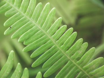 Close-up of green leaves