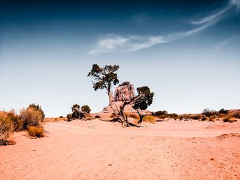 Tree on desert against sky