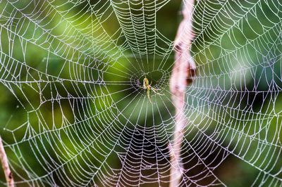 Close-up of spider on web