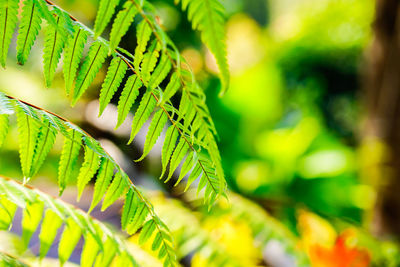 Fern plant in topical rain forest