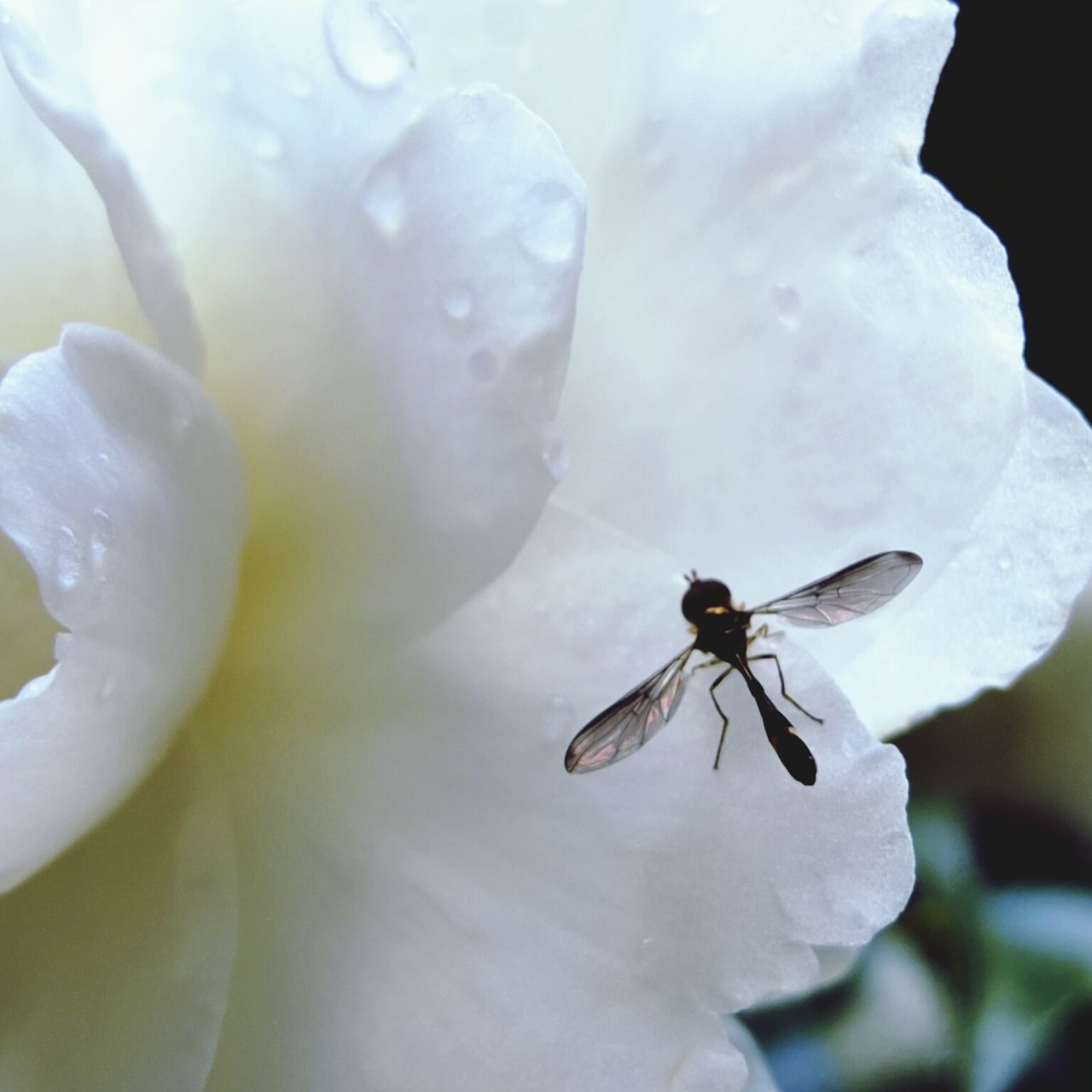 flower, insect, petal, fragility, close-up, one animal, animals in the wild, animal themes, wildlife, flower head, freshness, focus on foreground, white color, beauty in nature, nature, single flower, no people, day, pollen, outdoors