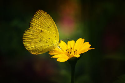 Close-up of butterfly pollinating on yellow flower