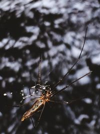 Close-up of spider on web