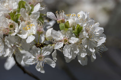 White flower on the tree in spring