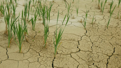 Full frame shot of cracked land