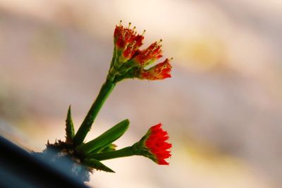 Close-up of red flowering plant